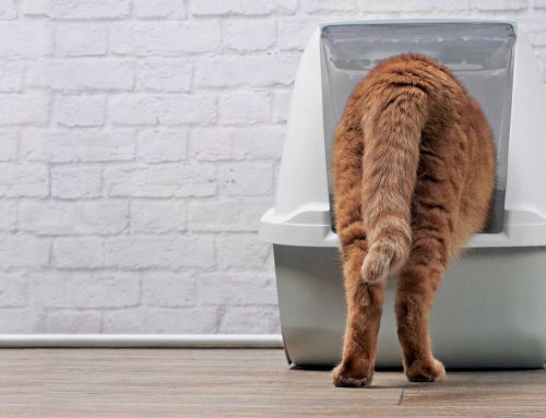 Urinary Blockages in Cats